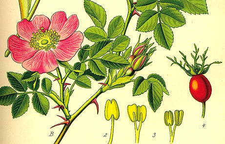 erboristeria